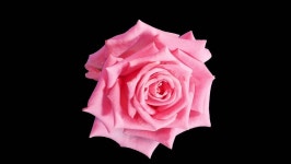Blooming Pink Roses Flower Buds 스톡 동영상 비디오(100% 로열티 프리) 6506165 | Shutterstock