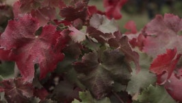 Steams digital assets for download | Creative Market