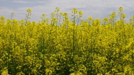 Levels Planted with Rape. Eco 스톡 동영상 비디오(100% 로열티 프리) 6531308 | Shutterstock