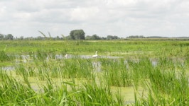Couple Swan and Isis Flowers 스톡 동영상 비디오(100% 로열티 프리) 6627545 | Shutterstock