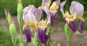 Albiflorus 스톡 비디오 동영상 - 4K/HD 비디오 클립 | Shutterstock