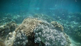 Amazing Bubbles Rise from the 스톡 동영상 비디오(100% 로열티 프리) 6926995 | Shutterstock