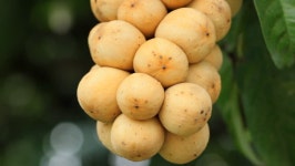Tropical Fruit with Human Hand. 스톡 동영상 비디오(100% 로열티 프리) 7107640 | Shutterstock