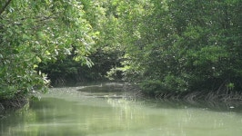 The Canal in Mangrove Forest 스톡 동영상 비디오(100% 로열티 프리) 7187953 | Shutterstock