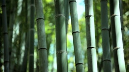 Bamboo Forest Natural Environment Construction 스톡 동영상 비디오(100% 로열티 프리) 7799911 | Shutterstock