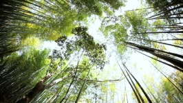 Bamboo Forest Natural Environment Construction 스톡 동영상 비디오(100% 로열티 프리) 7800100 | Shutterstock
