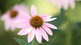 Bumblebee Landed On the Flower. 스톡 동영상 비디오(100% 로열티 프리) 849013 | Shutterstock