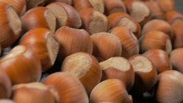 Hazelnut Filberts On Wooden Table 스톡 동영상 비디오(100% 로열티 프리) 8888458 | Shutterstock