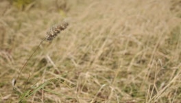 건초 스톡 동영상 비디오(100% 로열티 프리) 902953 | Shutterstock