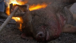 pig butchered old traditional way farm 스톡 동영상 비디오(100% 로열티 프리) 9065591 | Shutterstock