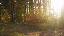 Man is Cycling in Forest 스톡 동영상 비디오(100% 로열티 프리) 9150668 | Shutterstock