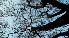 Winter Tree, Pan Movement 스톡 동영상 비디오(100% 로열티 프리) 9164033 | Shutterstock
