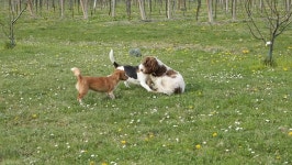 Slow Motion: Dogs Running and 스톡 동영상 비디오(100% 로열티 프리) 9423293 | Shutterstock