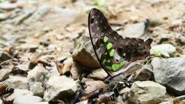 Butterfly and Bees On the 스톡 동영상 비디오(100% 로열티 프리) 9682682 | Shutterstock