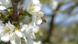 Slow Motion Bees Flying Collecting 스톡 동영상 비디오(100% 로열티 프리) 9702992 | Shutterstock