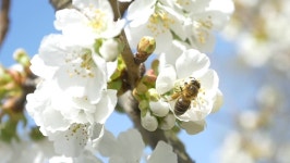 Slow Motion Bees Flying Collecting 스톡 동영상 비디오(100% 로열티 프리) 9703004 | Shutterstock