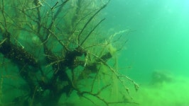 Landscape with a Sunken Tree 스톡 동영상 비디오(100% 로열티 프리) 9864974 | Shutterstock