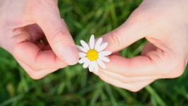 Remove the Petals 스톡 동영상 비디오(100% 로열티 프리) 999901 | Shutterstock