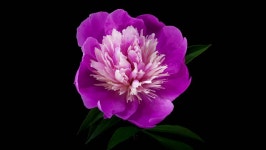 정원 꽃 여름 · Pixabay의 무료 비디오 무료 비디오 - 정원, 꽃, 여름, 개화기, 오렌지