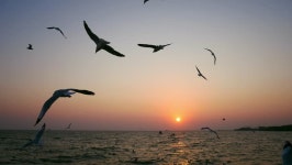 갈매기 물 새 수유 - Pixabay의 무료 비디오 무료 비디오 - 갈매기, 물 새, 수유, 부리, 깃털, 동물, 야생 생물, 물