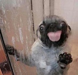 PUGS | ask.fm/double_trouble94