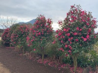 Manor Blanc Camellia Festival