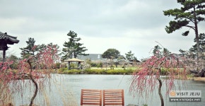 Top 10 Jeju Sites for February <Feel Your Heart Pounding with the Impending Spring>