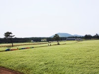 Finding Bliss in Nature <Where to See the Subtle Shades of Jeju’s Fall Flowers>