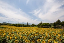 김경숙해바라기농장