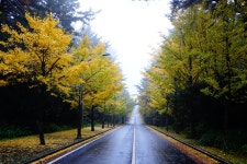 济州大学_美丽道路