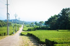도순다원