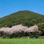 강아지와 함께 제주 마을 산책 - 종달리, <제주 마을 멍멍 투어> 강아지와 함께 제주 마을 산책 - 종달리, <제주 마을 멍멍 투어> 
