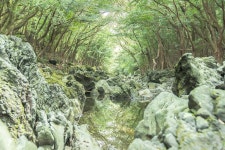 莫徹瓦林蔭路