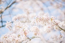 한림공원 왕벚꽃축제