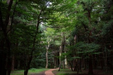 Visit Jeju : 사려니숲길 사려니숲길