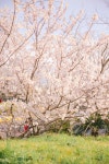 2025 놓치지 말아야 할 ‘봄’ 제주관광 <SPRING IN JEJU: TRAVEL YOUR WAY-제주의 봄, 당신의 취향을 담다>