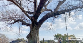 요리보고 조리보고 ‘표선면편’ <사계절 방문하기 좋은 포근한 곳>> 여행기사 :대한민국 구석구석 요리보고 조리보고 ‘표선면편’  <사계절... 