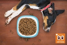 하트독, 안먹고 버티는 댕댕이와 브런치 카페 어때요? : - 헝그리앱 하트독, 안먹고 버티는 댕댕이와 브런치 카페 어때요? :  - 헝그리앱