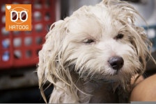 하트독, 목욕 싫어하는 댕댕이를 위한 애견카페 추천 : - 헝그리앱 하트독, 목욕 싫어하는 댕댕이를 위한 애견카페 추천 :  - 헝그리앱