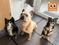 하트독, 스트레스 없는 청정 애견카페 바로 여기 : - 헝그리앱 하트독, 스트레스 없는 청정 애견카페 바로 여기 :  - 헝그리앱