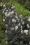 Dahlia Bishop of Dover (Sin)|dahlia Bishop of Dover/RHS Gardening Dahlia Bishop of Dover (Sin) | dahlia Bishop of Dover... 