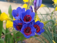 Babiana rubrocyanea|rooibloubobbejaontjie/RHS Gardening Babiana rubrocyanea | rooibloubobbejaontjie Bulbs/RHS