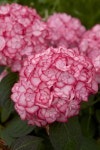 	Hydrangea [Miss Saori] = H2002 (PBR) (d) | hydrangea [Miss... Saori] = H2002 (PBR) (d) | hydrangea [Miss Saori]/RHS... 