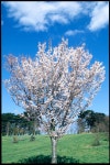 	Prunus Pandora | cherry Pandora/RHS Gardening Prunus Pandora | cherry Pandora/RHS Gardening