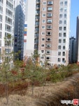 [부동산114] [아파트] 등촌동아이파크 101동 전세 희망가격 50,000만원
