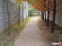 [부동산114] [아파트] 민속마을2단지신창미션힐 203동 월세 희망가격 10,000/100만원