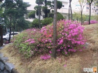 [부동산114] [아파트] 신현2차현대모닝사이드 102동 매매 희망가격 45,000만원