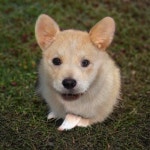  Artbreeder general by cauliflowerpower99