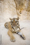A chained tiger Stock Photo | Adobe Stock