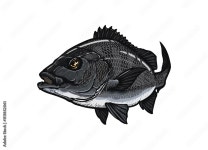 黒鯛B 스톡 일러스트레이션 | Adobe Stock